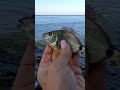 морской карасик , рыбалка Чёрное море #fishing #рыбалка #спиннинг