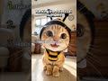 Ranking the cutest cat moments #cute #kitten #cat #funny