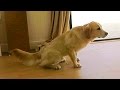 Super Cooper Sunday #26 - Cooper Pees (A LOT!) Super Cooper Sunday #26 - Cooper Pees (A LOT!)