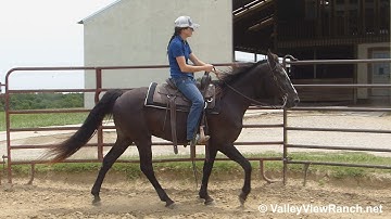 Clyde - sweet, smooth gaits! - ValleyViewRanch.net