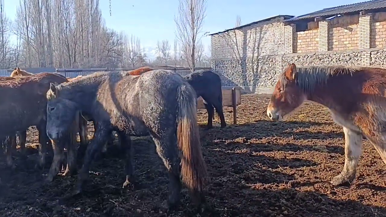 Россиядан Тайлар келди 0778023777