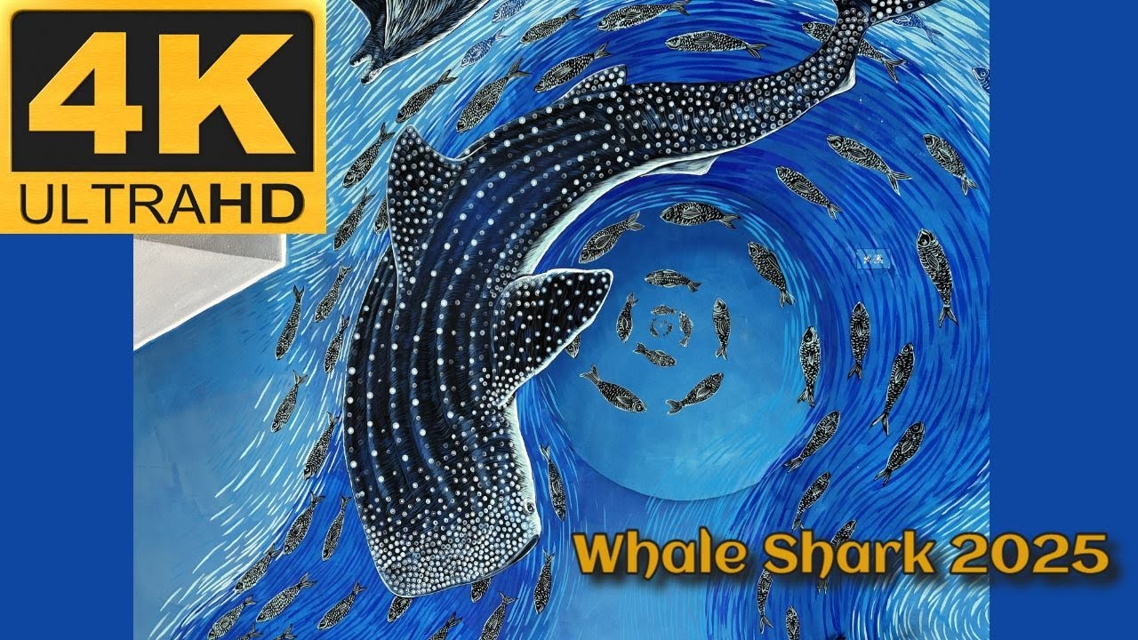 Whale Shark 2025  Part 1