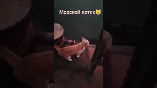 #shortvideo #shorts #моряк #котик #одесса #украина #новости #морскойкотик