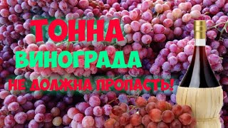 ВИНО НА ХАЛЯВУ! ЦЕЛАЯ ТОННА!!!