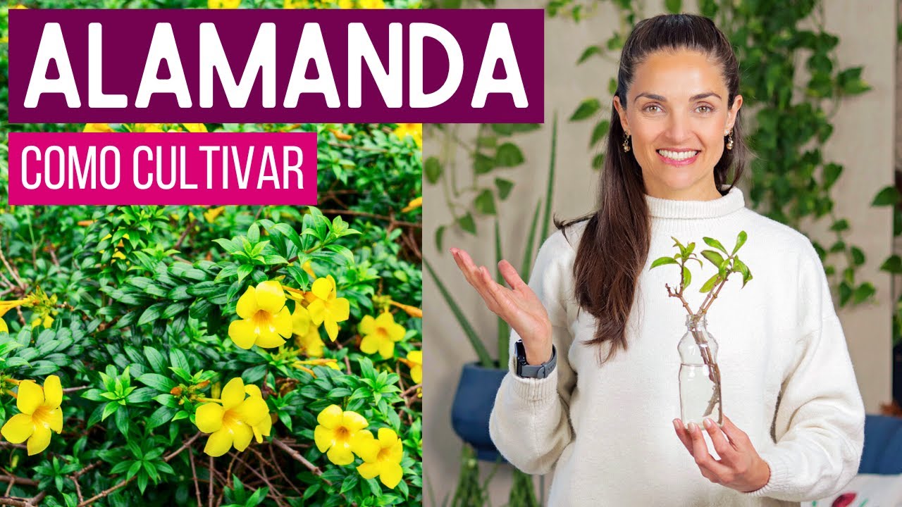 ALAMANDA 🌿 uma PLANTA SUPER RESISTENTE e com MUITAS FLORES para SEU JARDIM