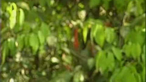 Agenda 31 (VITV) - PREVIEW