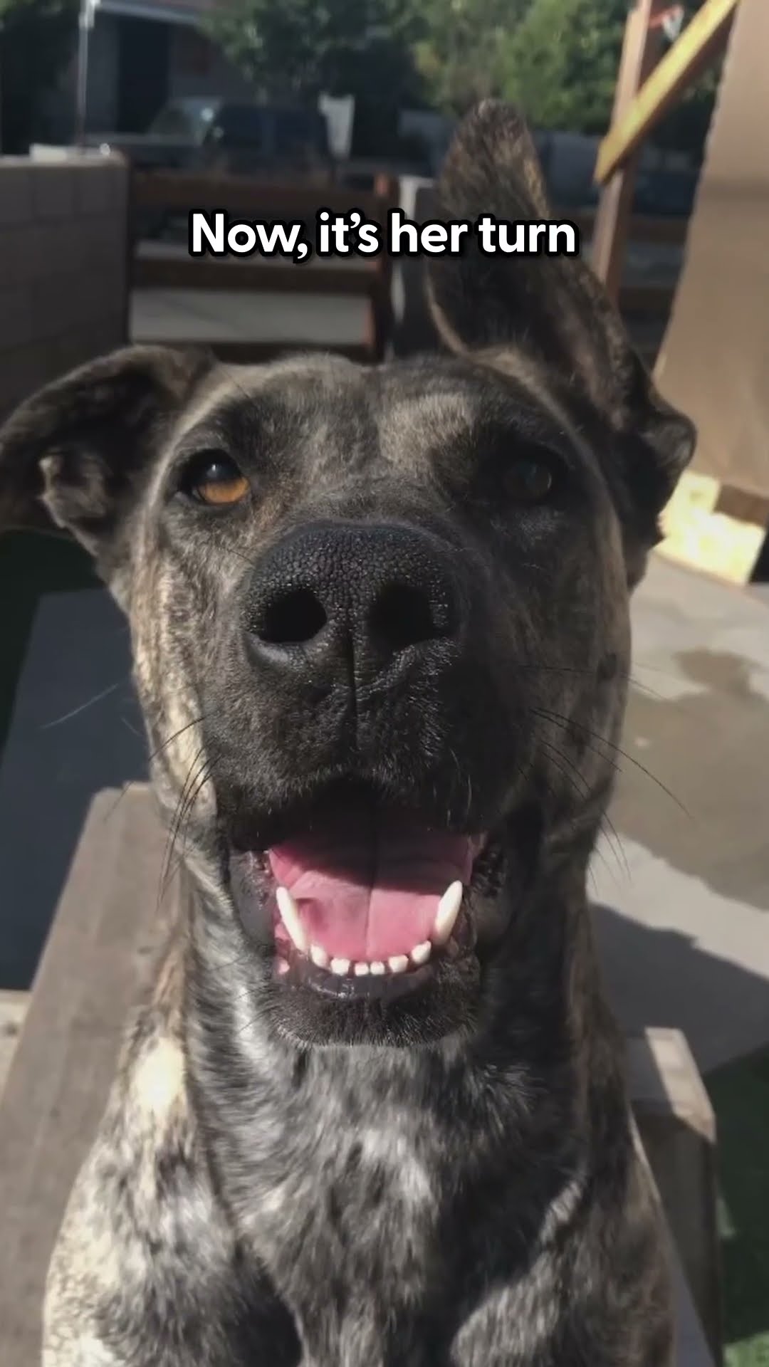 Man Saves Mama Pittie Who's Too Sick To Even Feed Her Babies | The Dodo