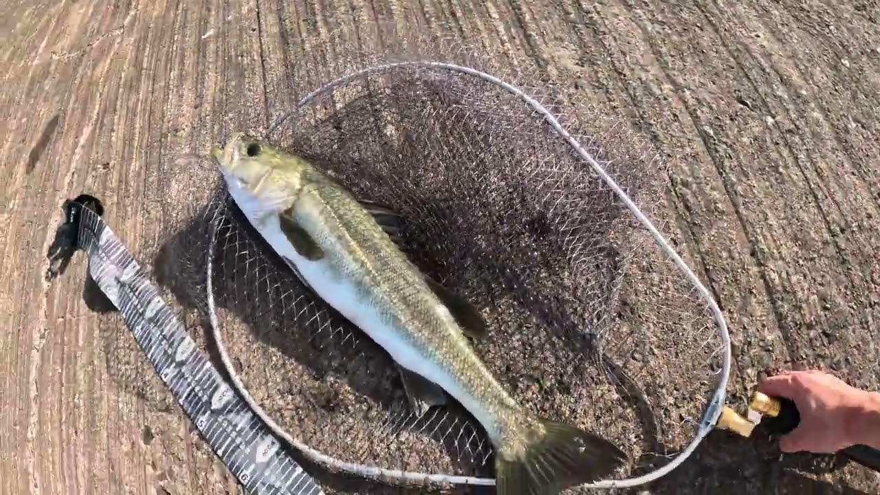 2025ブローウィンのジャーキング流し