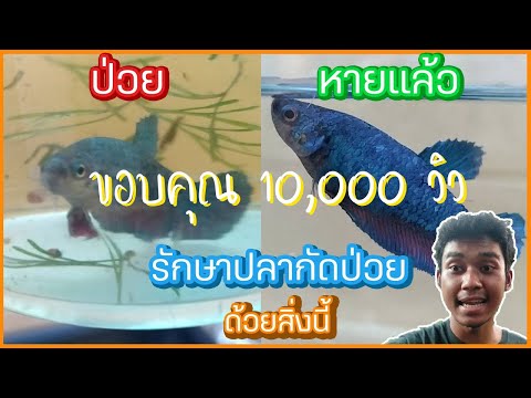 วีดีโอ: วิธีรักษาโรคปลากัด (มีรูปภาพ)