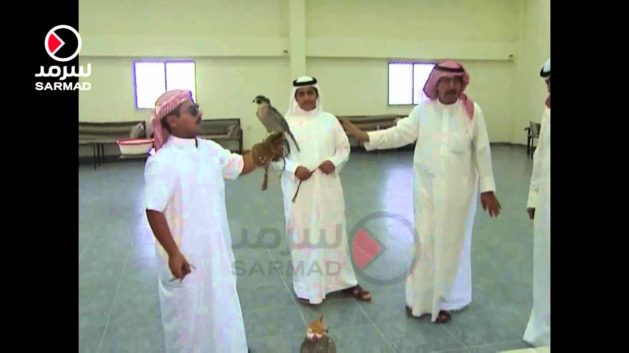 حراج الصقور بالكويت ... هواية تتوارثها الأجيال