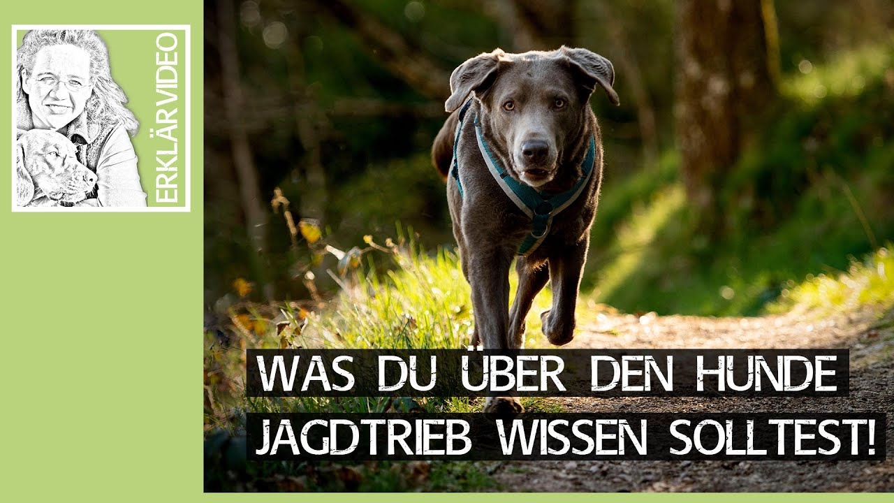 Jagdtrieb bei Hunden ➡️ Was du über den Hunde Jagdtrieb wissen solltest! ➡️ Erklärvideo ✔️