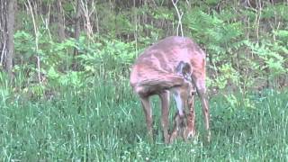 2013 Doe Nursing Newborn Fawn