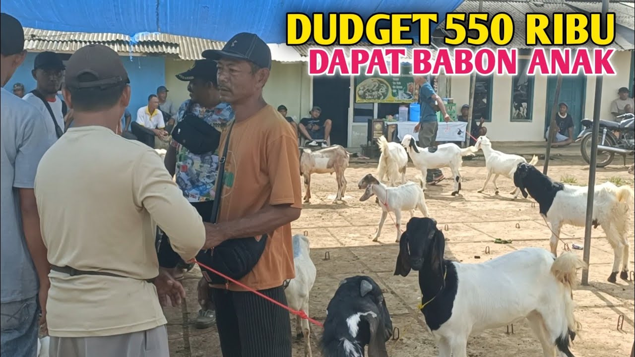 Harga Kambing Di Hari Ramadhan Ke 15 Murah Nggak Kira Kira