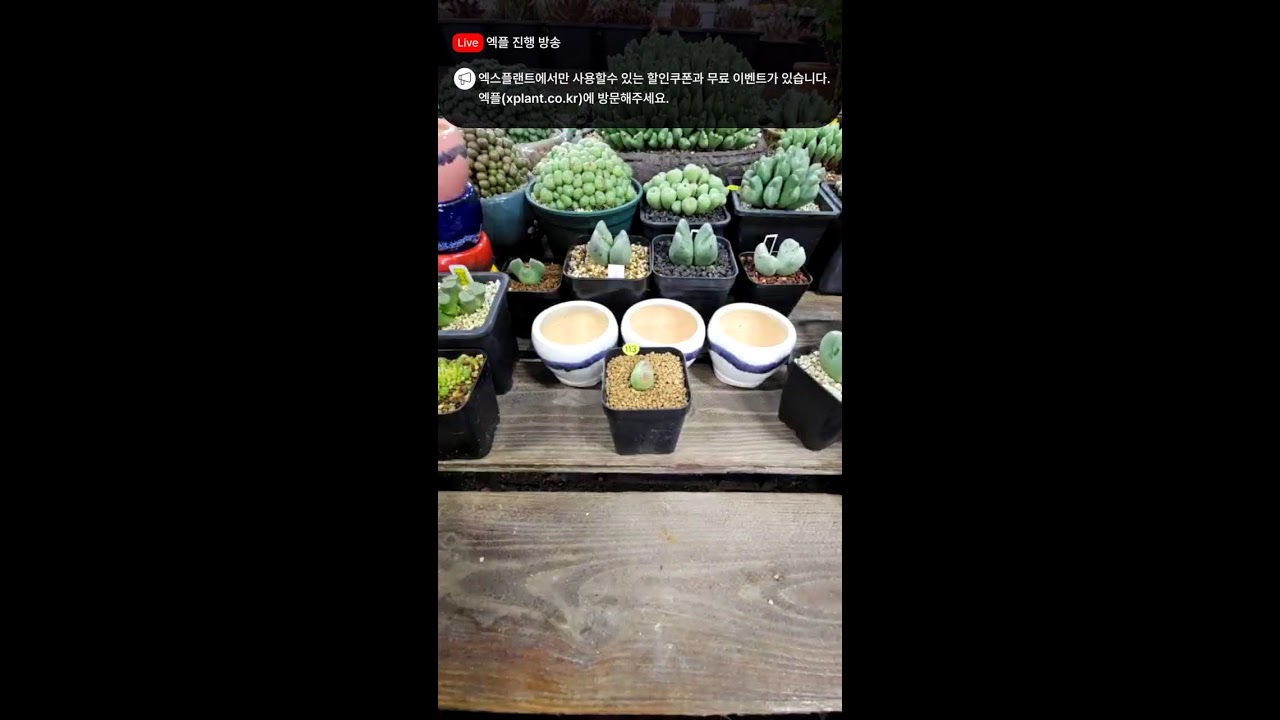노란풍선다육 라이브 - 