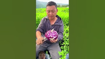 Cách Người Trung Quốc thu hoạch bắp cải tím ăn  sống luôn tai vườn