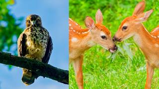 Sony a7v 4k120 Test Video Clips from the Forest – Deer, Insects, Birds