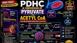 Pyruvate dehydrogenase complex | conversation of pyruvate to acetyl COA | link reaction | PDHC