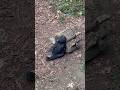 Baby Gorilla Sumomo Plays with Wood | Gorilla Haoko Troop |