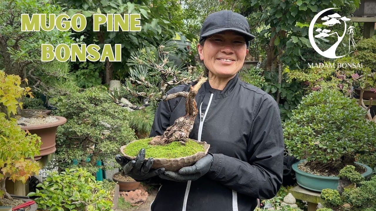 Reshaping and repotting a Mugo Pine Bonsai.