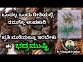 Bhadramushti benefits  musta plant  cyprus rotundus  dr vinayak hebbar sirsi