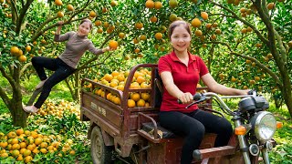 Download Lagu Harvesting 1000+ Sanh Orange Go To Maket Sell,Tips to Squeeze Orange Juice Without It Turning Bitter MP3