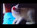 WFMZ-TV 69 News: Local cat a viral video hit on YouTube