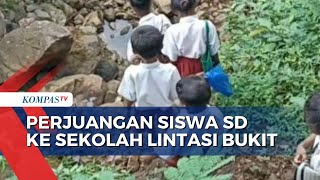 Viral! Perjuangan Siswa SD di Sikka ke Sekolah Lintasi Bukit dan Sungai