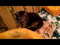 Grumpy cat