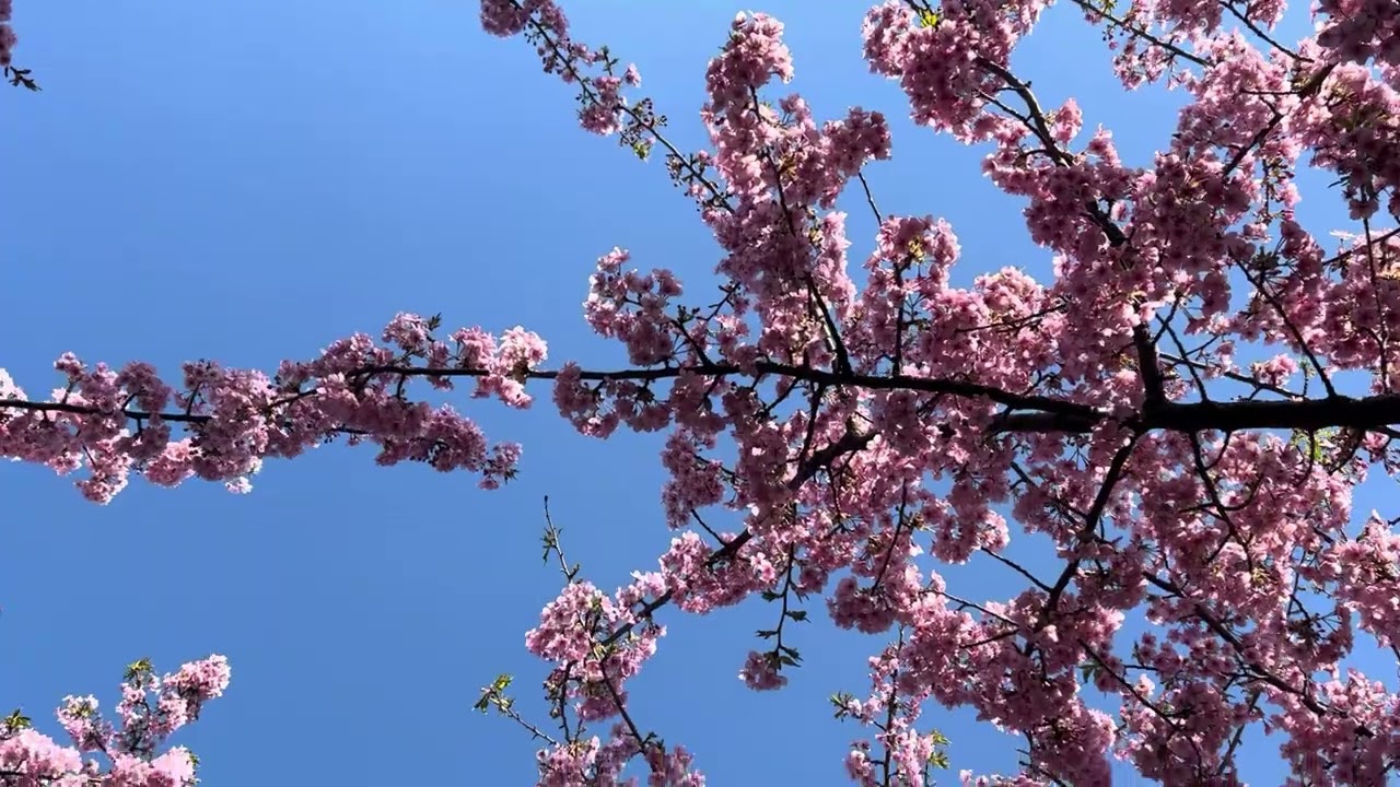 ช่วงนี้เป็นช่วงชมซากุระตรงนี้ก็โตเกียวนะคะ