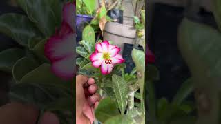 Injerto de rosa del desierto con con una vaina de semilla