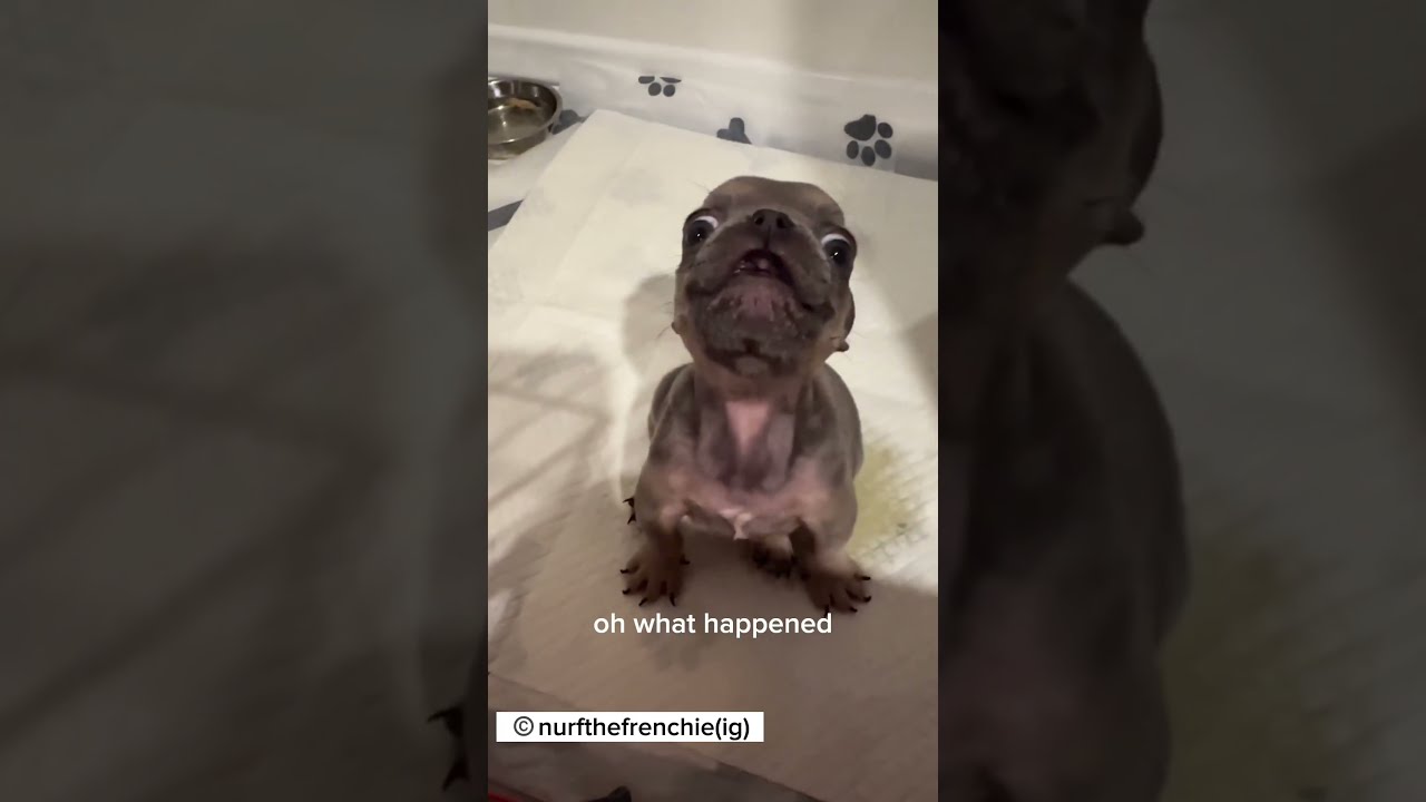 Cute French Bulldog Puppy With A Lot To Say Dog Animals Pets