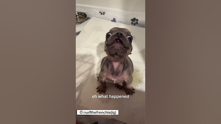 Cute French bulldog puppy with a lot to say #dog #animals #pets
