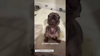 Cute French bulldog puppy with a lot to say #dog #animals #pets