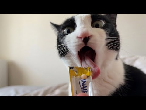 참을 수 없는 미국의 맛 thumbnail