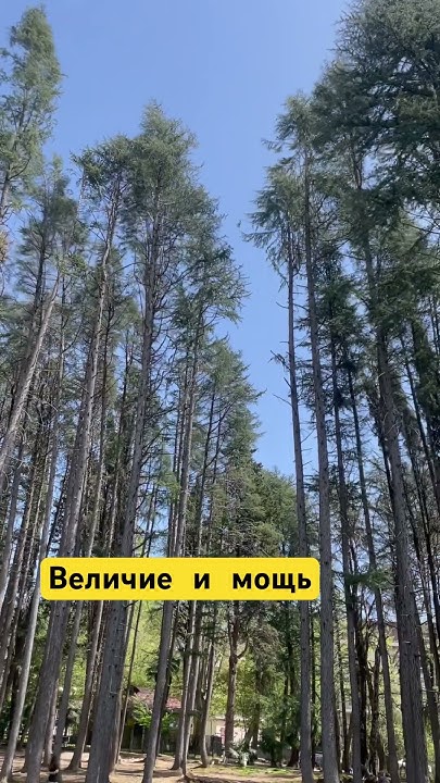 Сосны Сочи. #рекомендации #сочи#сосны #роща #лес - YouTube