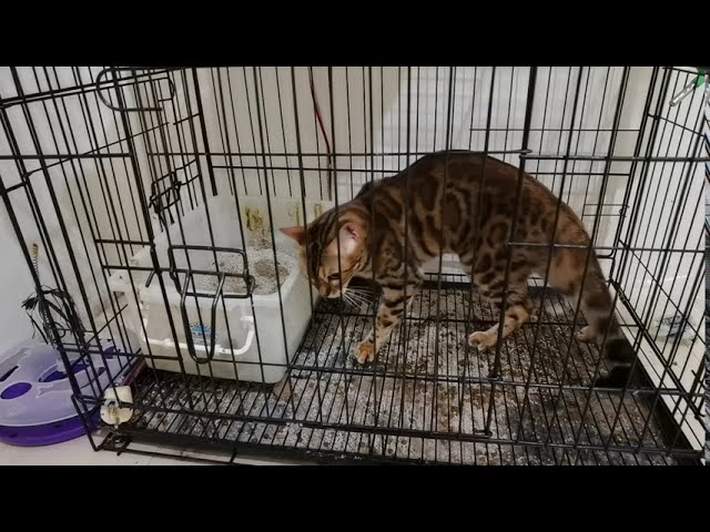 Suara Kucing Bengal Minta Kawin (BIRAHI BERAT) Panggil Kucing Jantan On FIRE ! class=