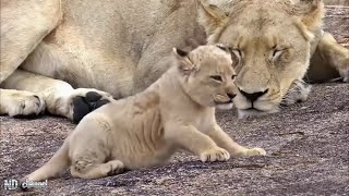 Wild Animals 2020   Giraffe vs Lion King   Mother Lion Rescue Baby From Wild Dogs