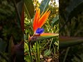 Timelapse - Bird of Paradise #flowers #nature #garden #relaxingmusic #plants #paradisebird