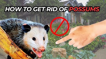 How To Get Rid Of Possums In Your Home or Yard