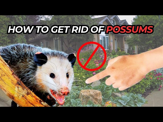Safely Eliminate: How to Get Rid of Possums 3 sddefault