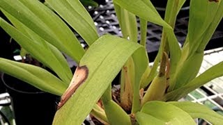 ORCHID CARE : Yellow Leaves and Other Ailments PART 3 Lighting mishaps and Fertilizer leaf burns