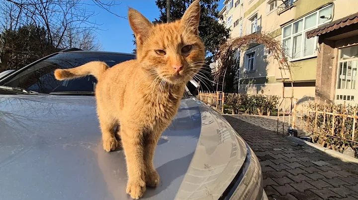 Video 7433891: tabby cat persian, stray cat, cute stray cat, cat meowing, cat food, adorable cats, kitty