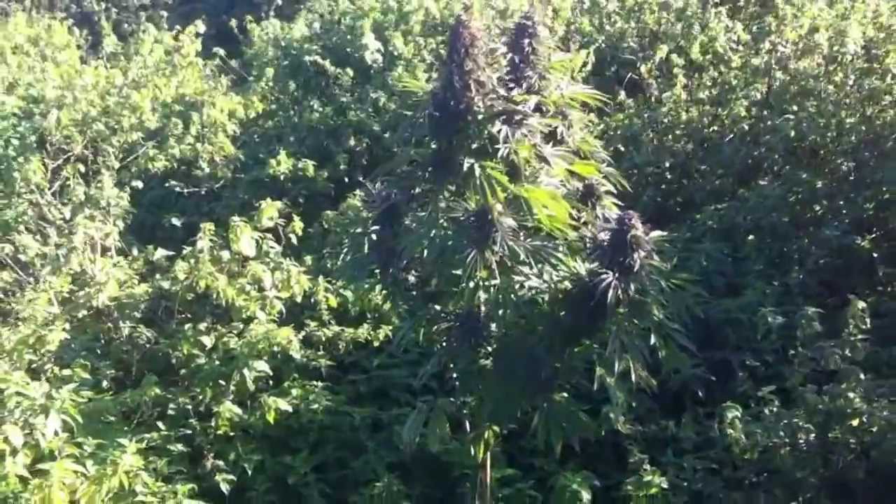 outdoor grow uk