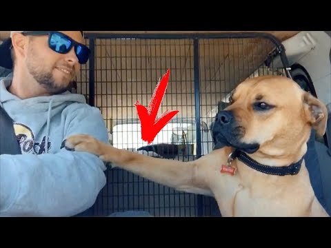 Video: Prečo sa niektorí psi chvejú?