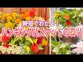 【時短】ケイトウをハンギングバスケットで楽しむ時のコツ【選ぶ時のコツ/植える苗数/根の扱い方】