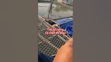 Câu lục sông - Cá chép đề phao quá đẹp #cauca #fishing #câucá #fish #câucásông