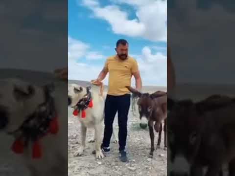 شراسة والقوة والوفاء كلب الكانجال التركي وحش الكلاب