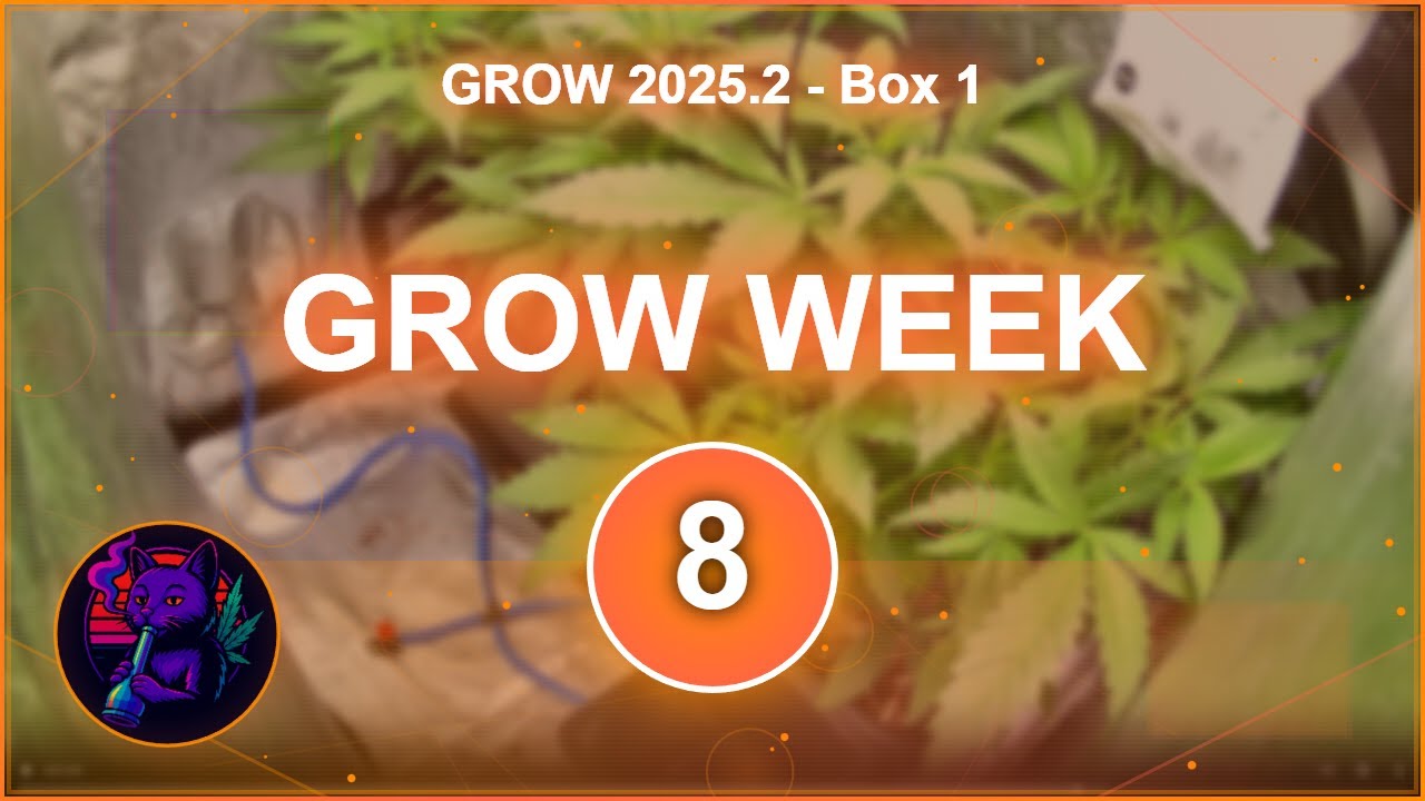 GROW 2025.2 Box 1 - Week 8 - Flower Starts! Lemonade Haze Stretch 🌱🔥