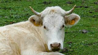 [4K] White Cow Chilling On The Grass [Free Stock Footage]