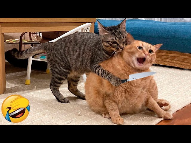 Animais engraçados e bebês - Cães e gatos engraçados - Binho e Mel #64 